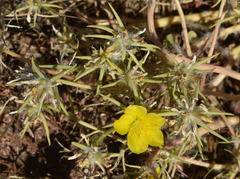 Portulaca filifolia