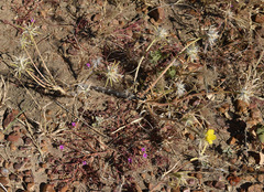 Portulaca filifolia