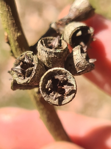 Sydney Blue Gum