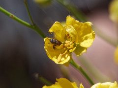 Acmaeoderini