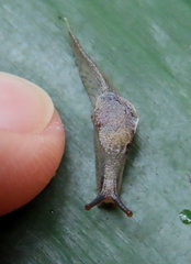 Cucullarion parkini