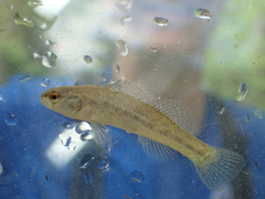 Etheostoma phytophilum
