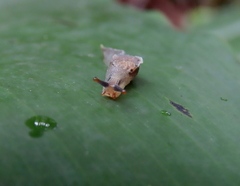 Cucullarion parkini