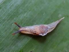 Cucullarion parkini
