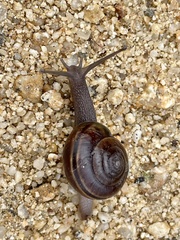 Helminthoglypta dupetithouarsi