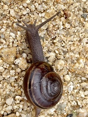 Helminthoglypta dupetithouarsi