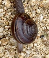 Helminthoglypta dupetithouarsi