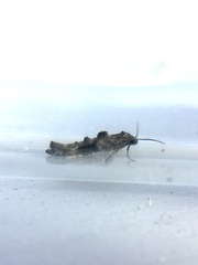 Epermenia albapunctella