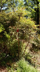 Nandina domestica