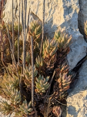Petrosedum sediforme