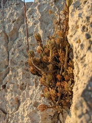 Petrosedum sediforme