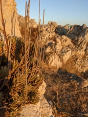 Petrosedum sediforme