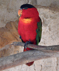 Lorius chlorocercus