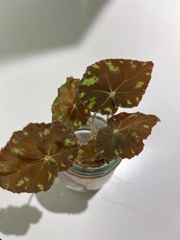 Begonia bowerae