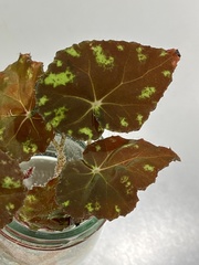 Begonia bowerae