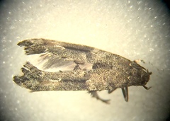 Epermenia albapunctella