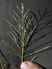 Pseudoraphis spinescens