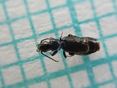 Microlestes maurus