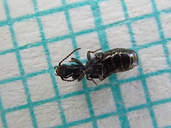 Microlestes maurus