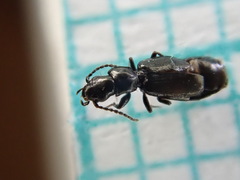Microlestes maurus