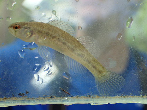 Etheostoma phytophilum