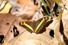 Adelpha leuceria