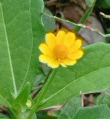 Melampodium divaricatum image