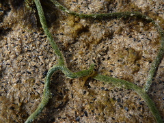 Caulerpa muelleri