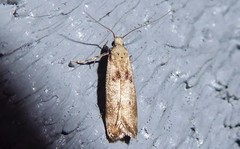 Anisoplaca acrodactyla