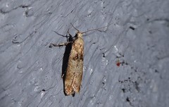 Anisoplaca acrodactyla