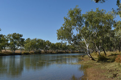 Pseudoraphis spinescens