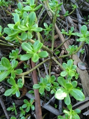Sedum praealtum