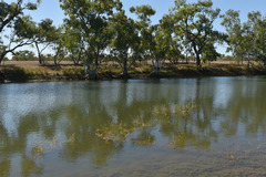 Pseudoraphis spinescens