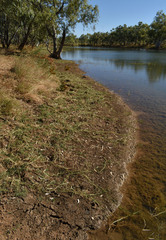 Pseudoraphis spinescens