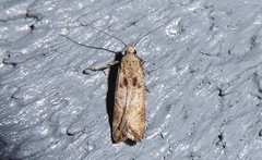 Anisoplaca acrodactyla