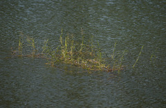 Pseudoraphis spinescens