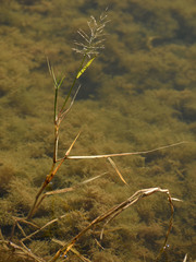 Pseudoraphis spinescens