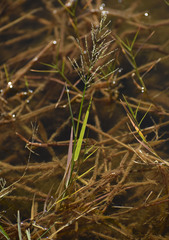 Pseudoraphis spinescens