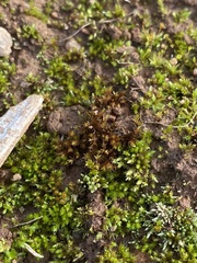 Imbribryum subapiculatum