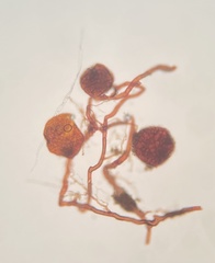 Imbribryum subapiculatum