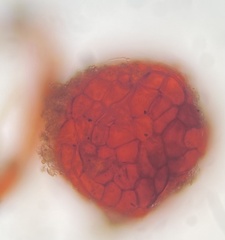 Imbribryum subapiculatum