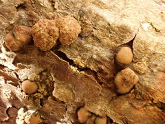 Hypoxylon perforatum