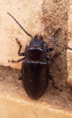 Mallodon spinibarbis