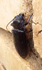 Mallodon spinibarbis