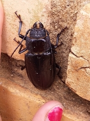 Mallodon spinibarbis