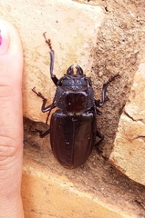 Mallodon spinibarbis