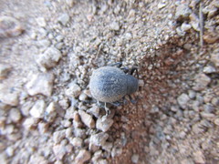 Paraphysogaster recabarren
