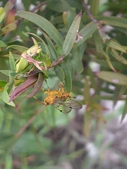 Xanthopimpla rhopaloceros