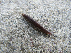 Deroceras