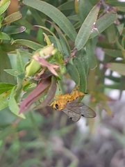 Xanthopimpla rhopaloceros